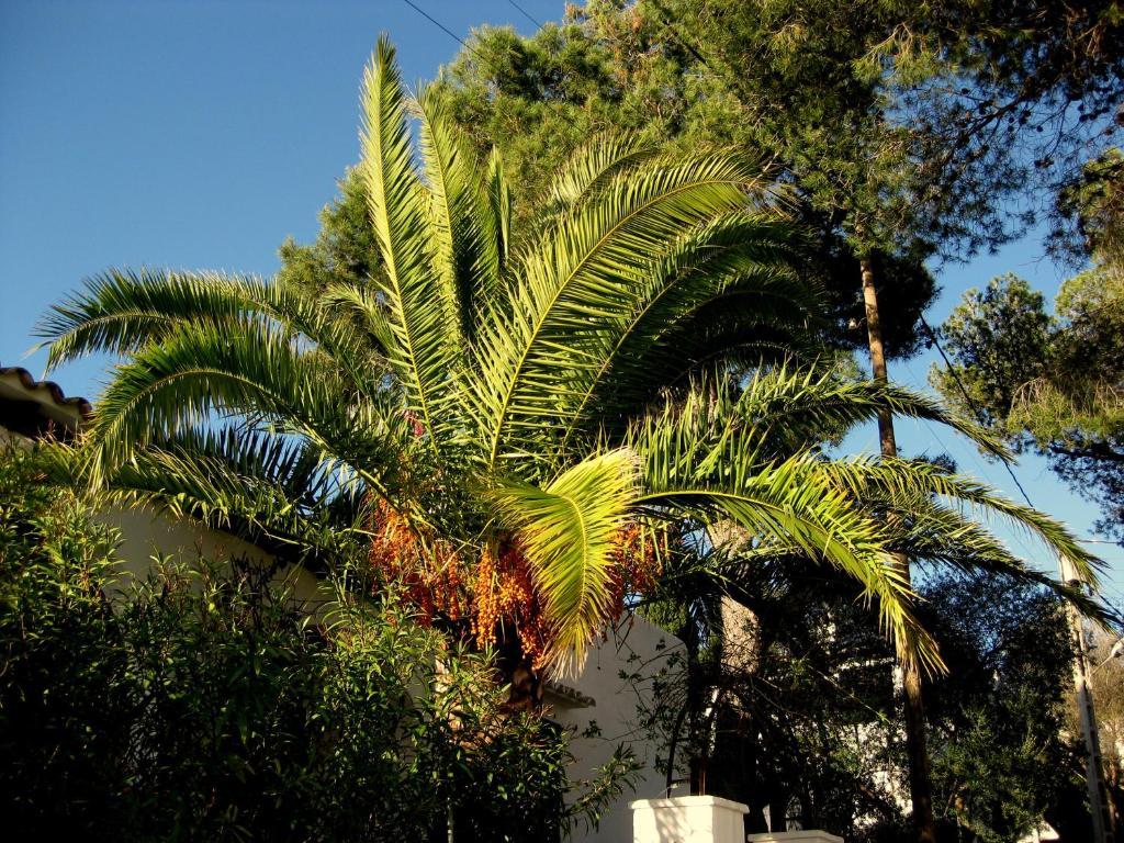 Casa Ceiba Maria Hotel Cala D´Or Kültér fotó